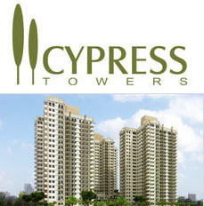 cypress.jpg